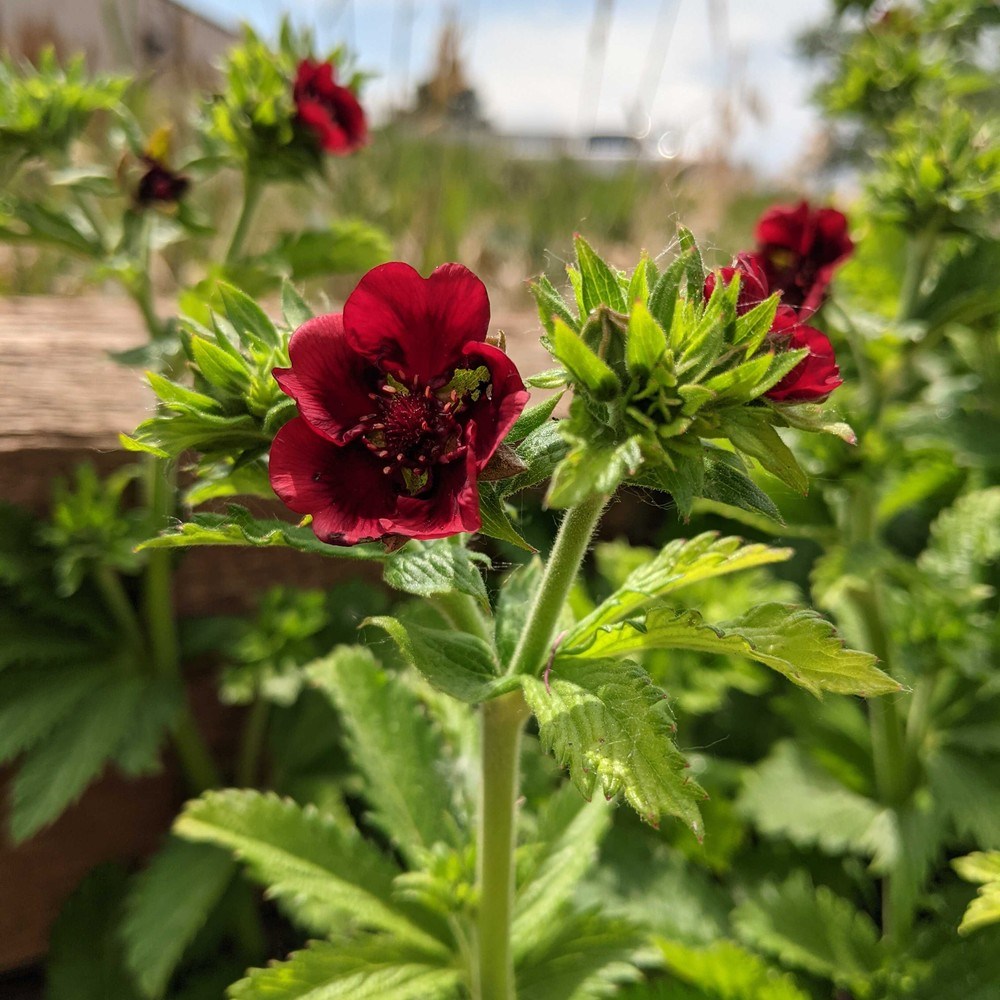 Scarlet Cinquefoil Seeds