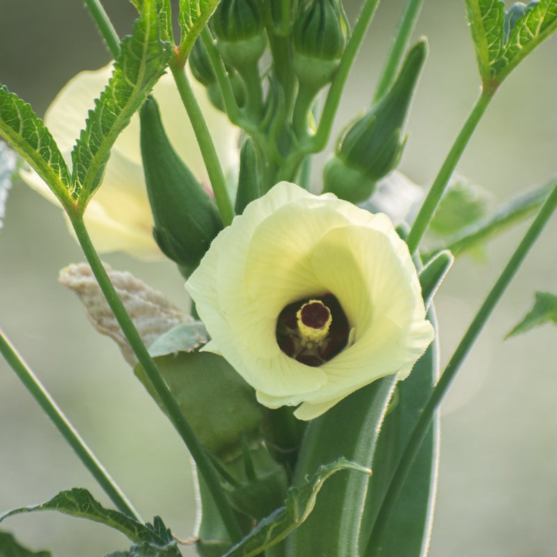 okra plant seeds Clemson Spineless 80 Okra Seeds