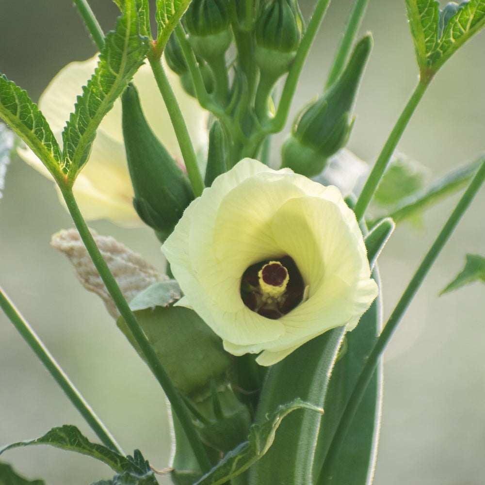 Clemson Spineless 80 Okra Seeds