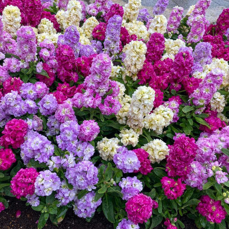 garden seeds in stock Column Blend Stock Seeds