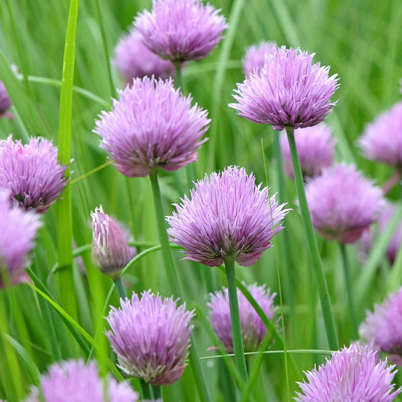 common plant seeds Common Chives Organic Seeds