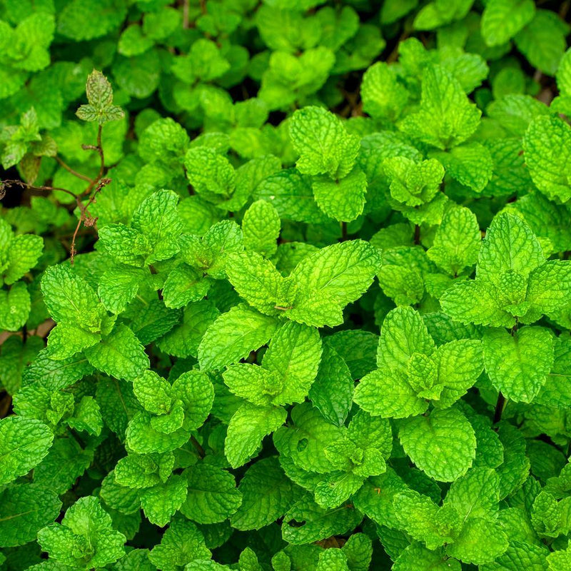 plant in mint family with healthful seeds Common Mint Seeds