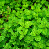 Common Mint Seeds