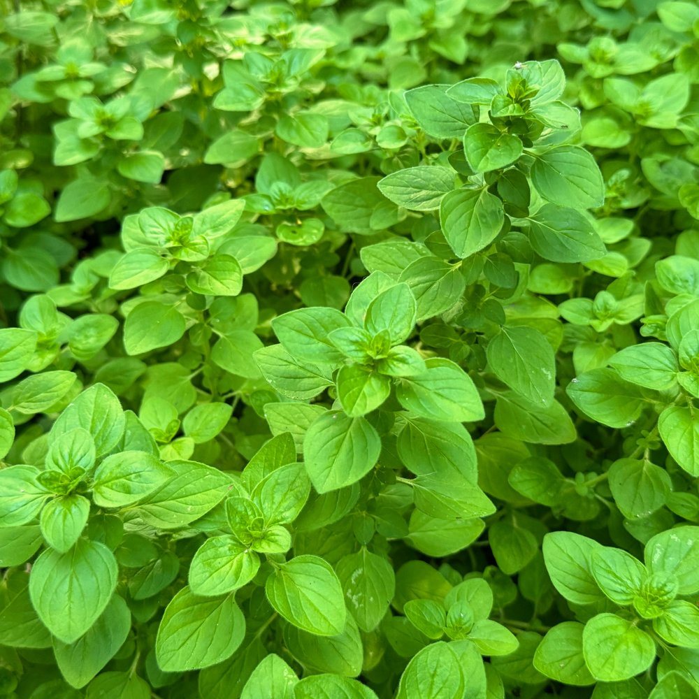 Common Oregano Seeds