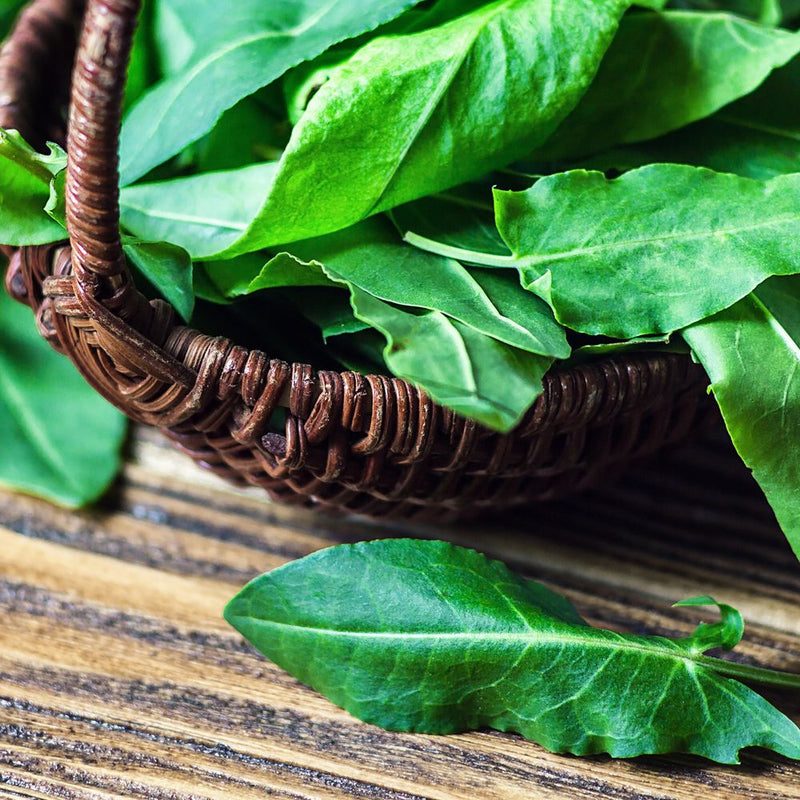 sorrel seeds for planting Common Sorrel Seeds