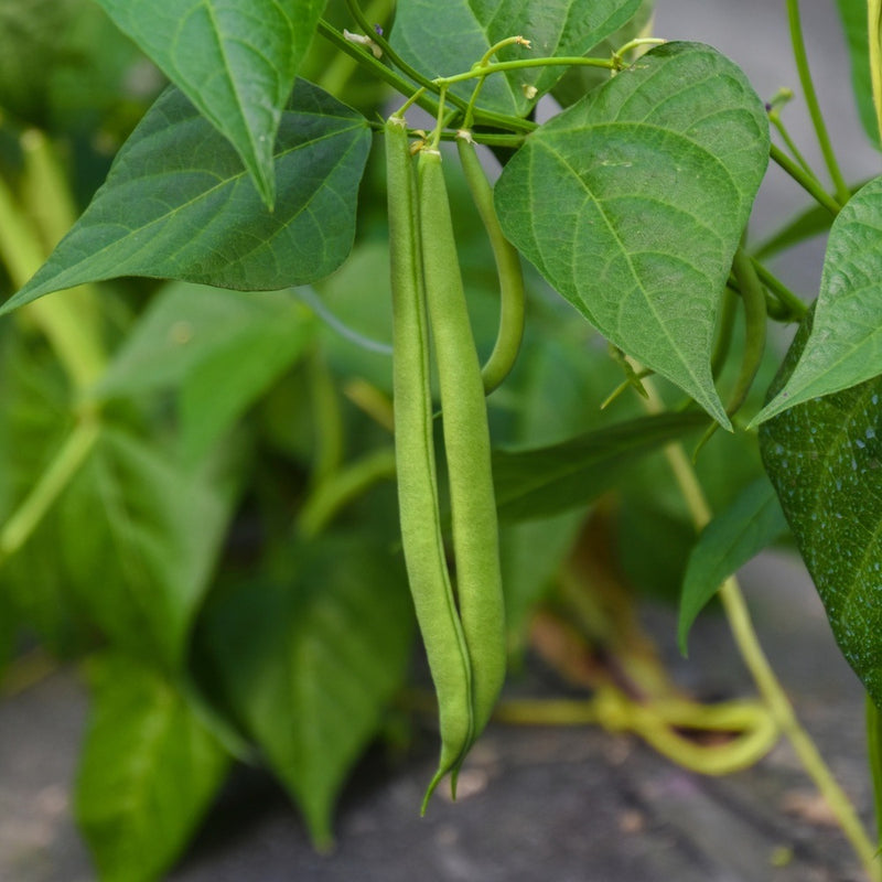 plant bush beans from seed Contender Bush Bean Seeds