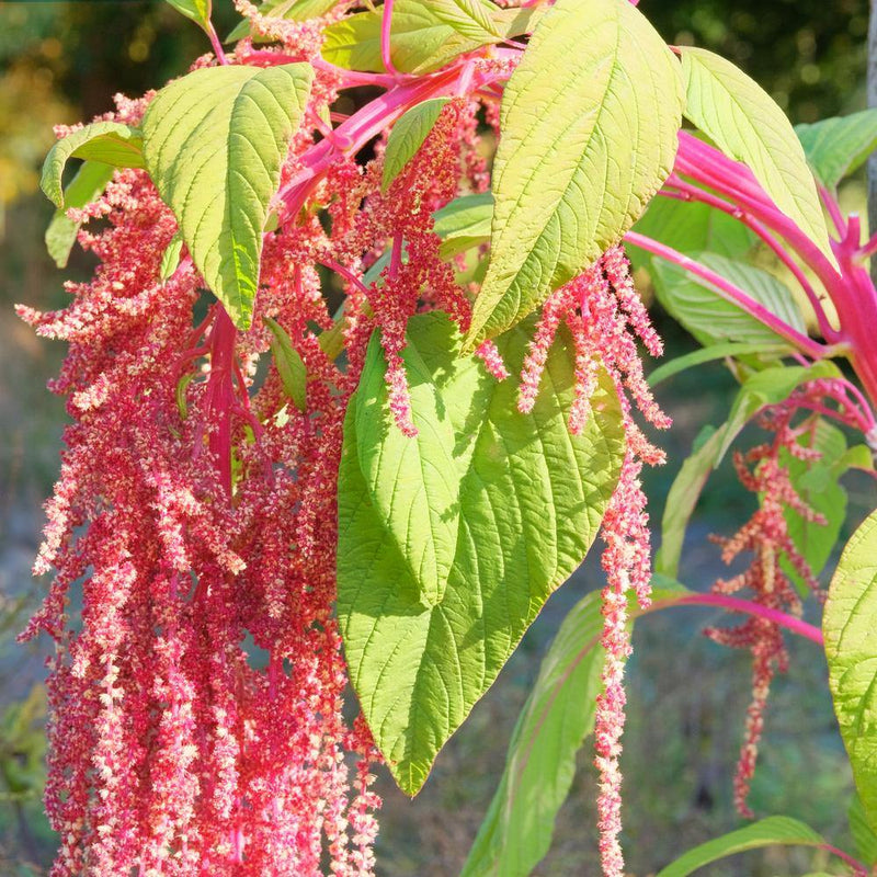coral plant seeds Coral Fountain Love-Lies-Bleeding Amaranth Seeds