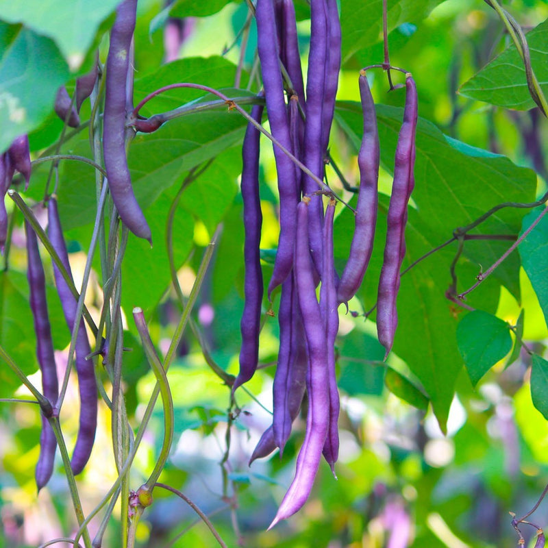 eyeball plant seeds Pinkeye Purple Hull Bush Cowpea Bean Seeds