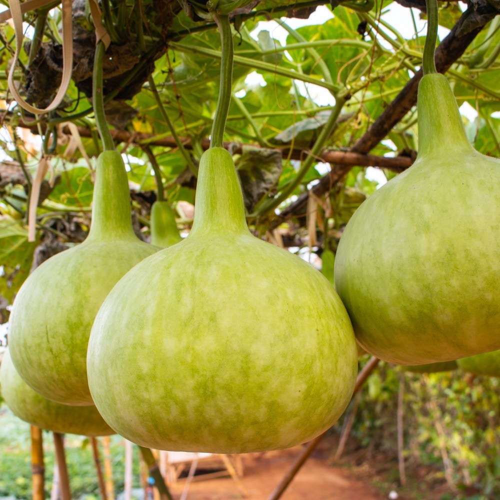 Corsican Gourd Hard-Shelled Seeds