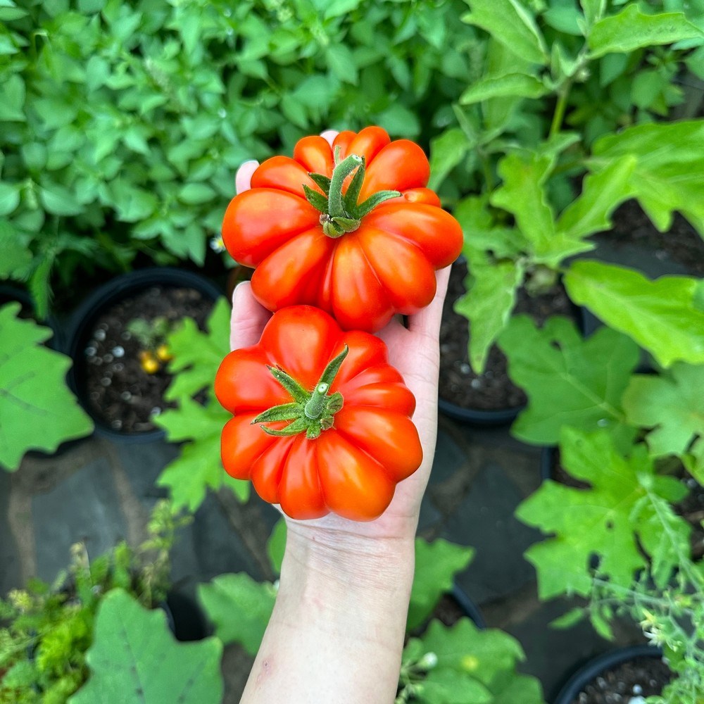Botanical Interests Costoluto Genovese Pole Tomato Seeds