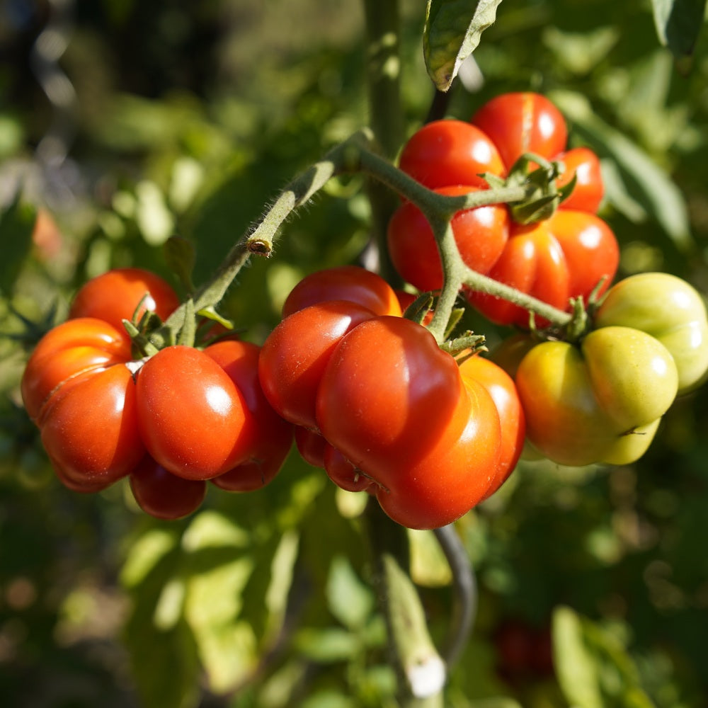 Botanical Interests Costoluto Genovese Pole Tomato Seeds - Thumbnail 2
