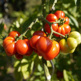 Costoluto Genovese Pole Tomato Seeds