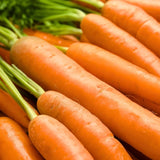 Danvers 126 Carrot Seeds