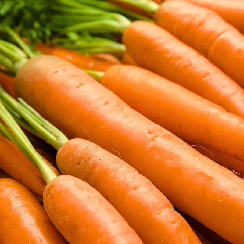 Danvers 126 Carrot Seeds