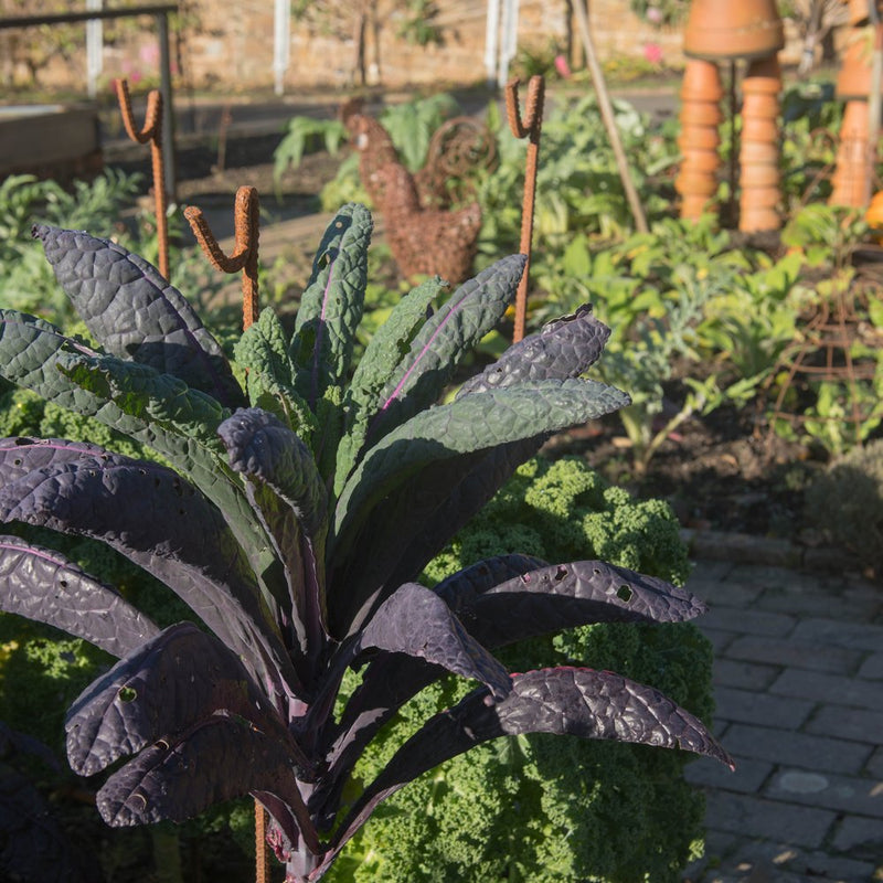 kale seeds on plant Dazzling Blue Kale Seeds