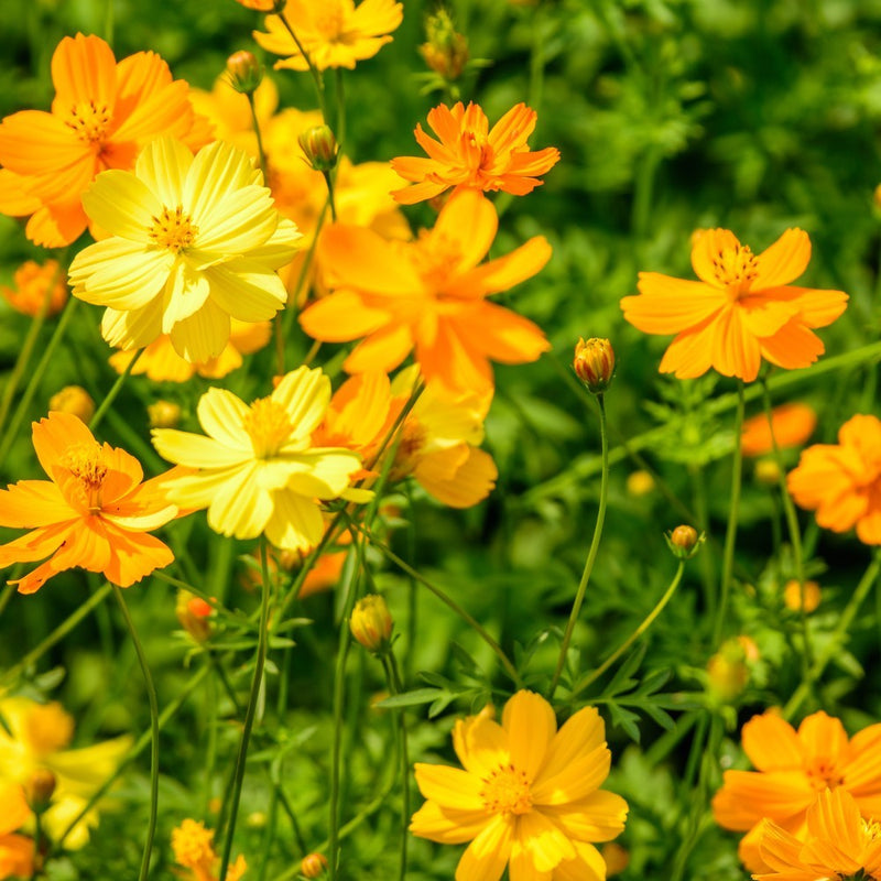 Diablo Cosmos Seeds