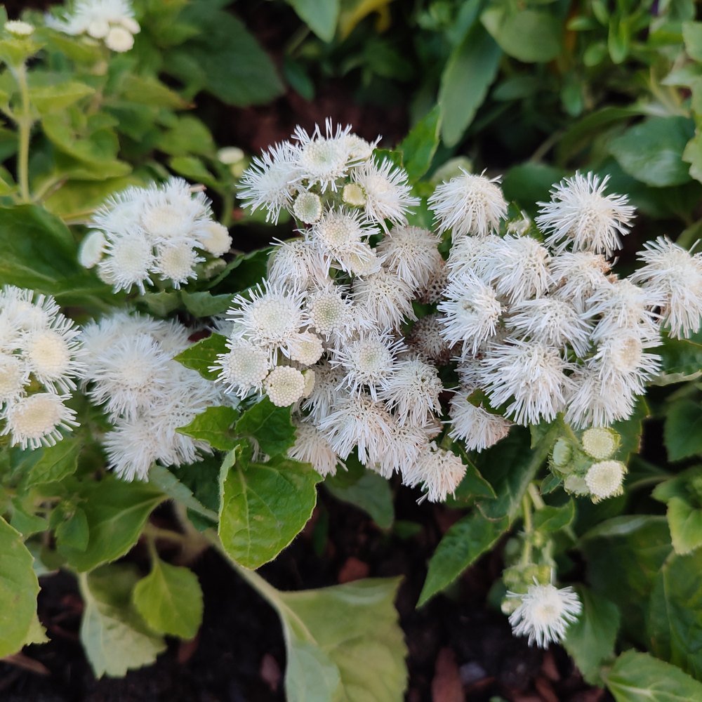 Dondo White Ageratum Seeds