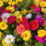 double rose moss seeds Double Blend Portulaca (Moss Rose) Seeds – Epic Gardening