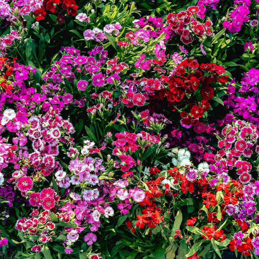 Double Blend Sweet William Seeds – Epic Gardening