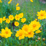 Double Sunburst Coreopsis Seeds