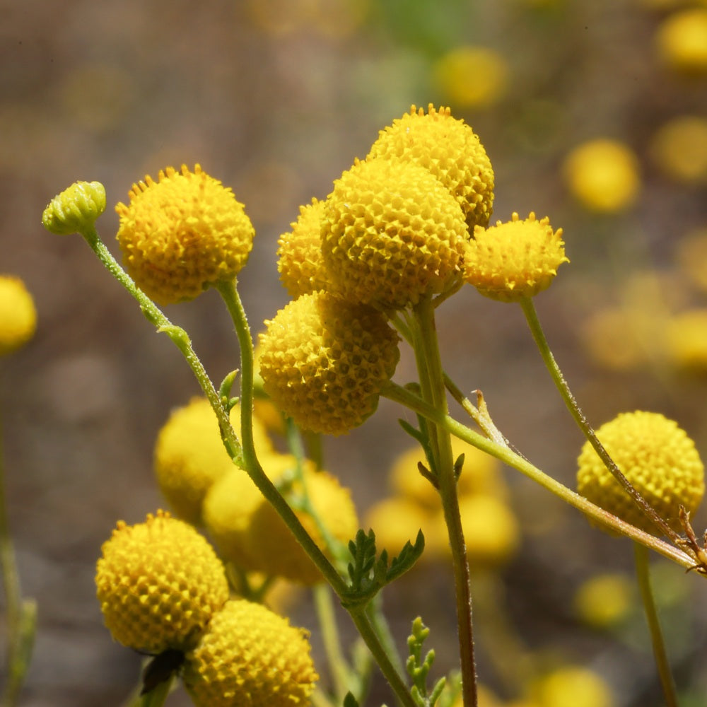 Drumstick Flower Craspedia Seeds