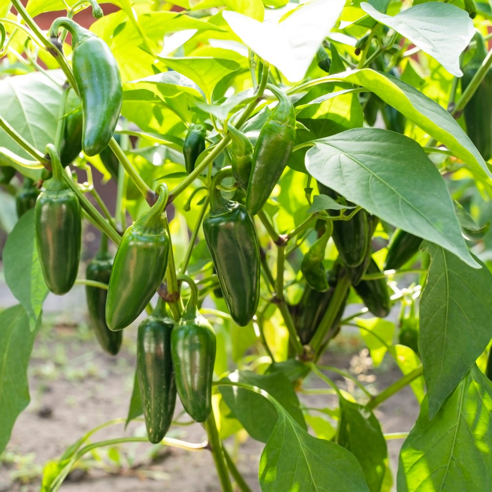Early Jalapeño Chile Pepper Seeds