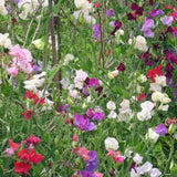 Early Multiflora Blend Sweet Pea Seeds