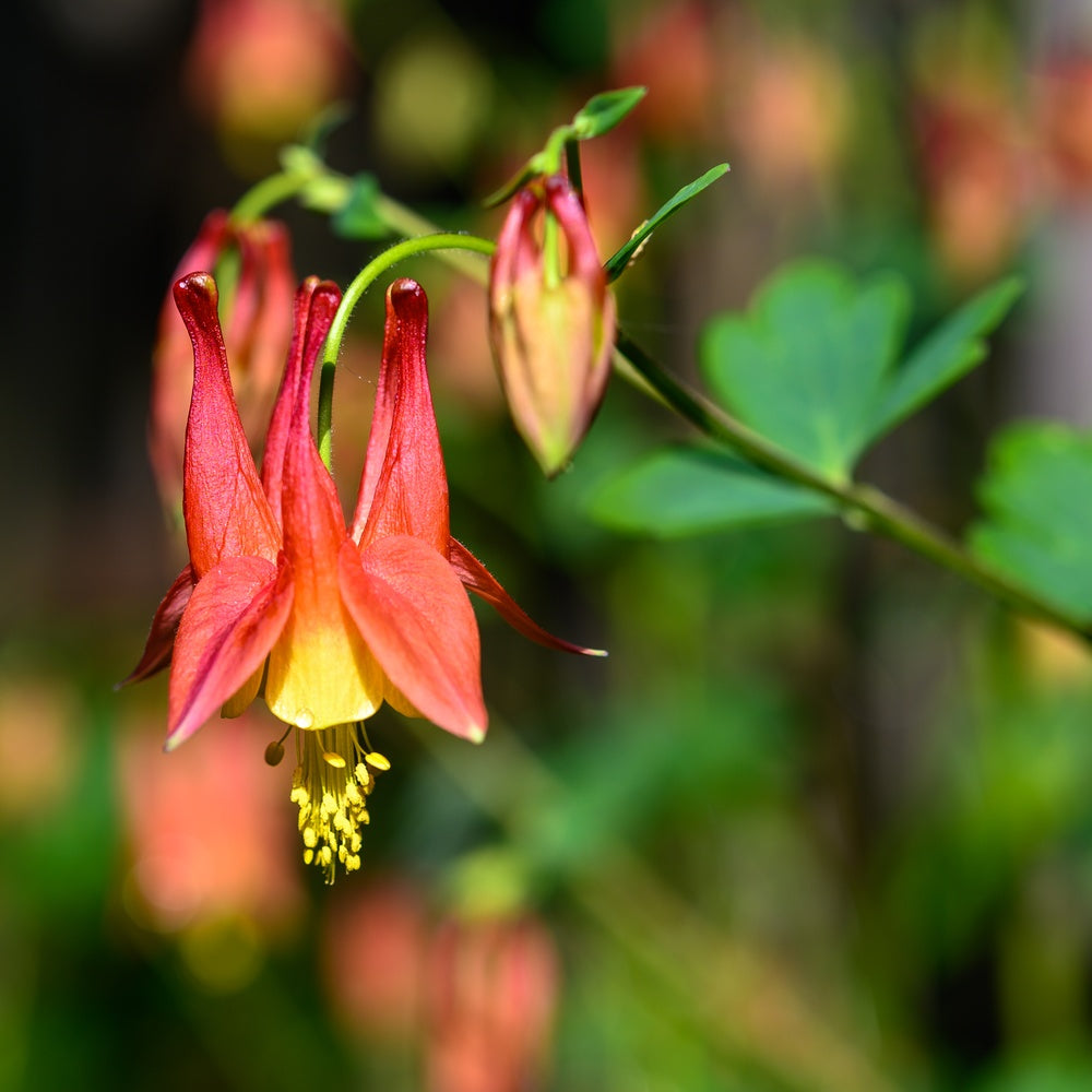 Eastern Red Columbine Seeds