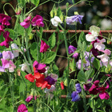 Elegance Blend Sweet Pea Seeds