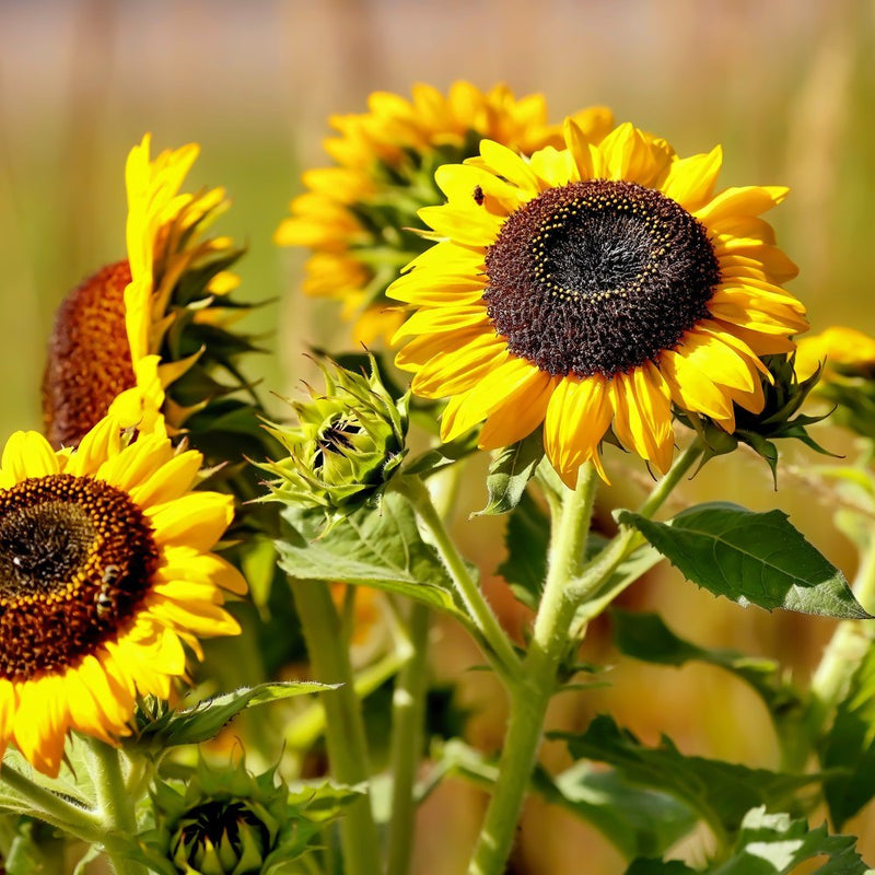 dwarf sunflower seeds for planting Elves Blend Dwarf Sunflower Seeds