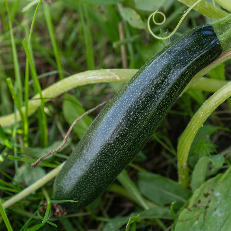 zucchini plant seeds Emerald Delight Summer Squash Seeds