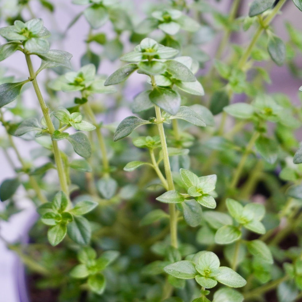 Botanical Interests English Thyme Seeds - Thumbnail 2