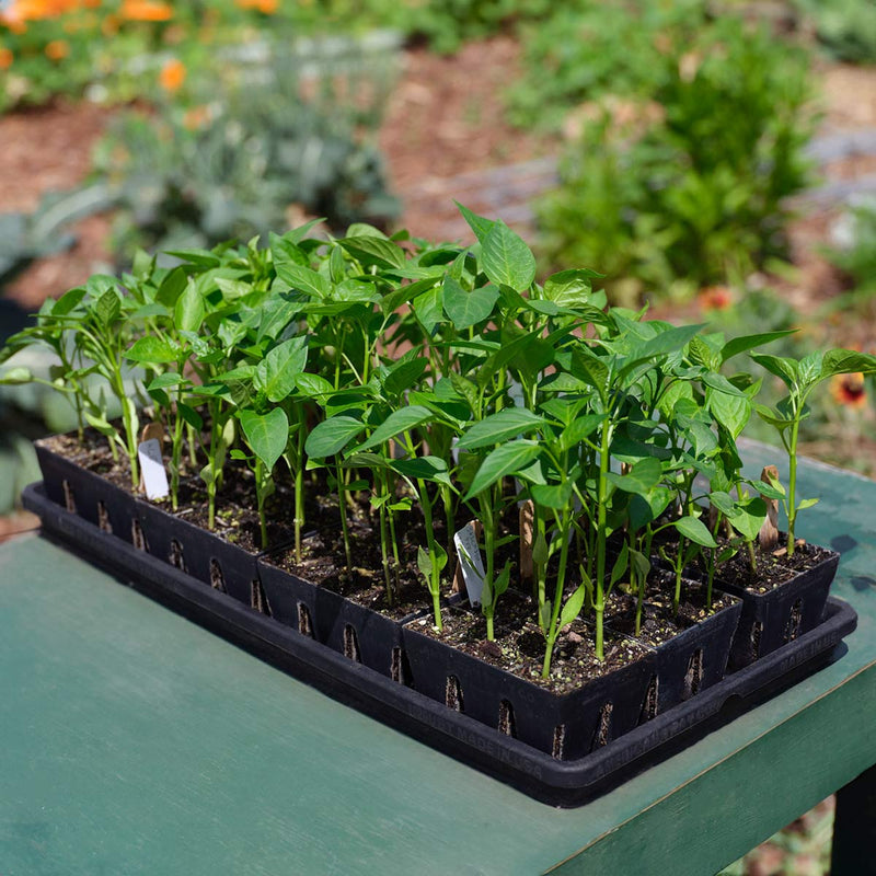 vegetable garden seed starter kit The Essential Seed Starting Kit