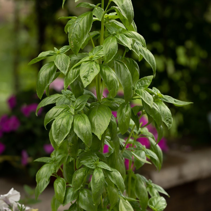 basil seeds plant Basil Seeds, Everleaf Emerald Towers
