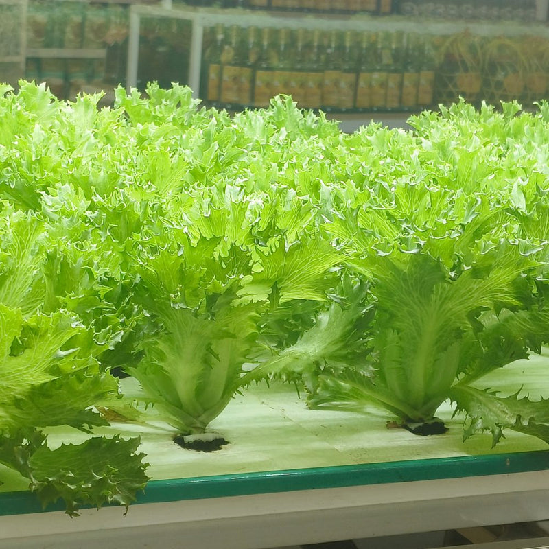 garden lettuce seeds Ezrilla Leaf Lettuce Seeds