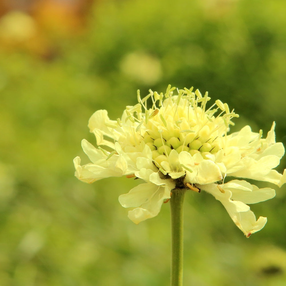 Fata Morgana Scabiosa Seeds – Epic Gardening