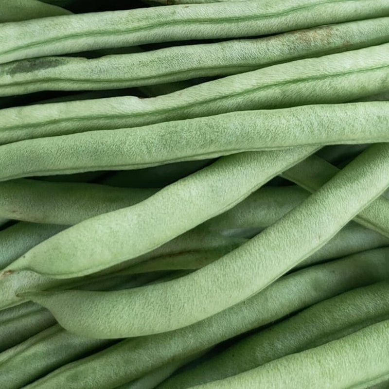Ferrari Bush Bean Seeds