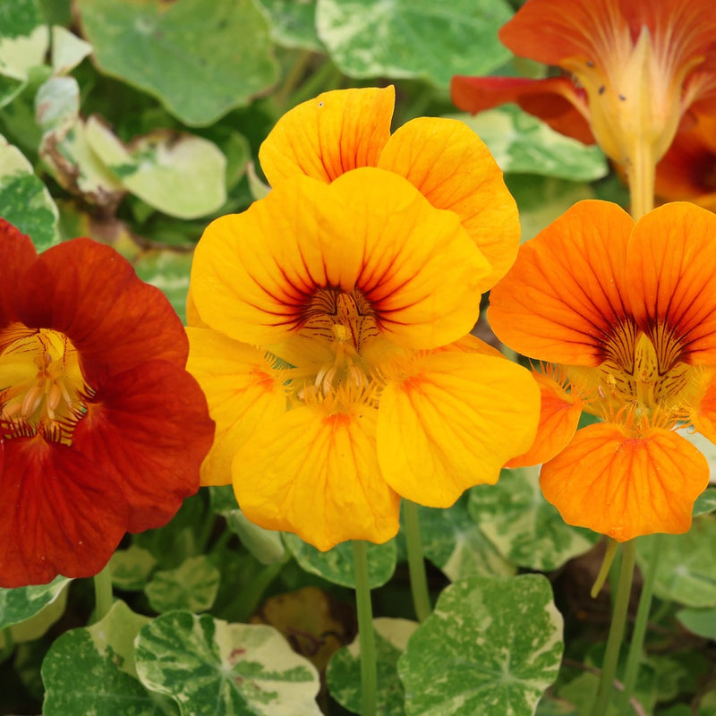 flower nasturtium seeds Fiesta Blend Nasturtium Seeds – Epic Gardening