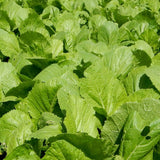 Florida Broadleaf Mustard Seeds