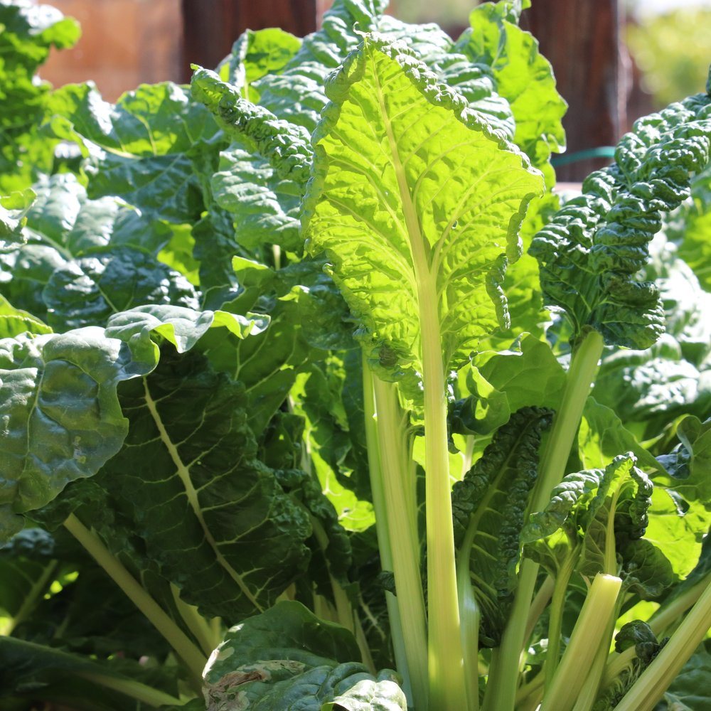 Fordhook Giant Swiss Chard Seeds