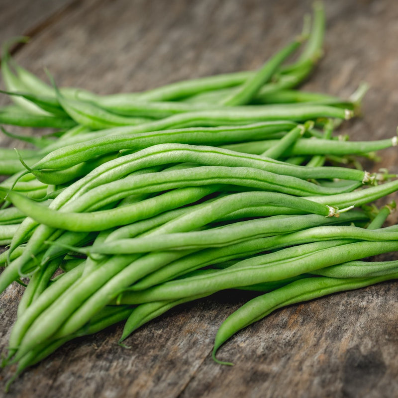 French Filet Bush Bean Seeds