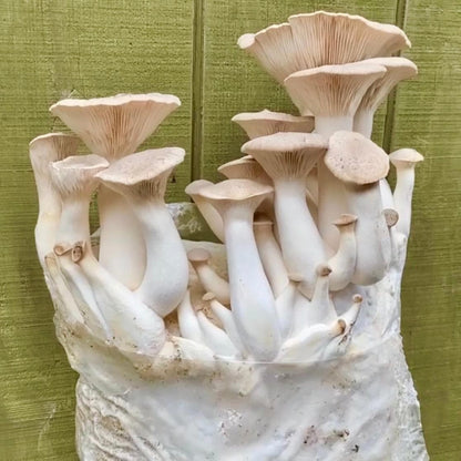 Organic King Trumpet Mushroom Grow Kit Fruiting Block