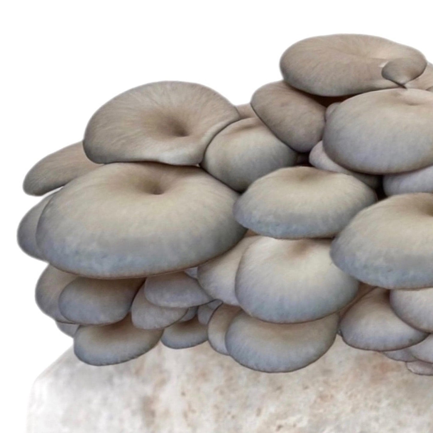 Organic Blue Oyster Mushroom Grow Kit Fruiting Block