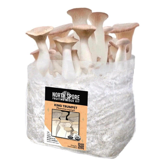 Organic King Trumpet Mushroom Grow Kit Fruiting Block