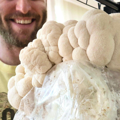 Organic Lion's Mane Mushroom Grow Kit Fruiting Block