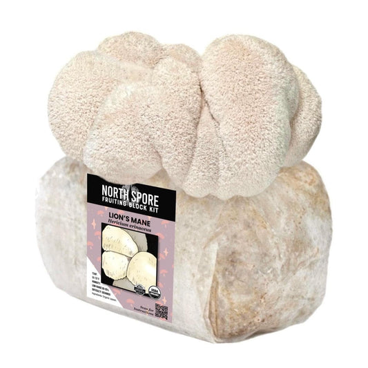 Organic Lion's Mane Mushroom Grow Kit Fruiting Block