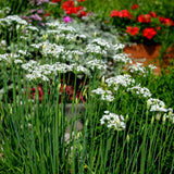 planting garlic chive seeds Garlic Chives Seeds – Epic Gardening