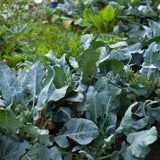 Georgia Southern Collards Seeds
