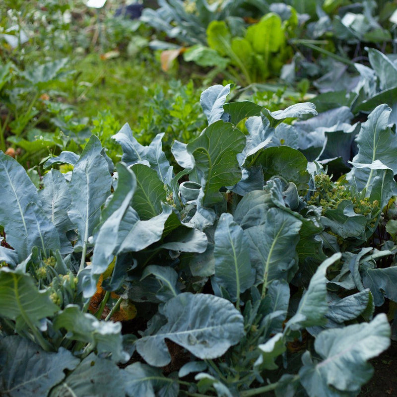 Georgia Southern Collards Seeds
