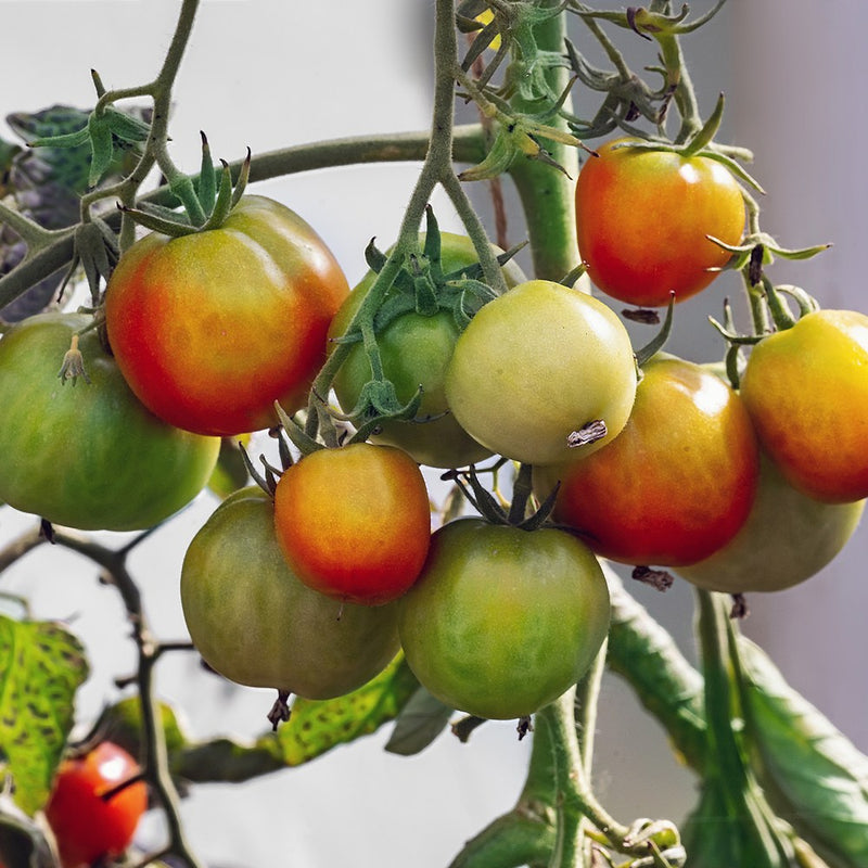 Glacier Bush Tomato Seeds